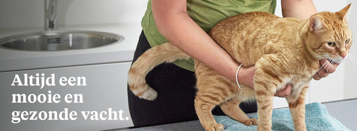 Huid- en vachtconsult voor je kat - € 9.95 Huid- en vachtconsult voor je kat - € 9.95